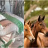 ração Nutratta morte de cavalos