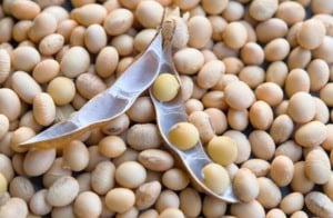 Safras & Mercado