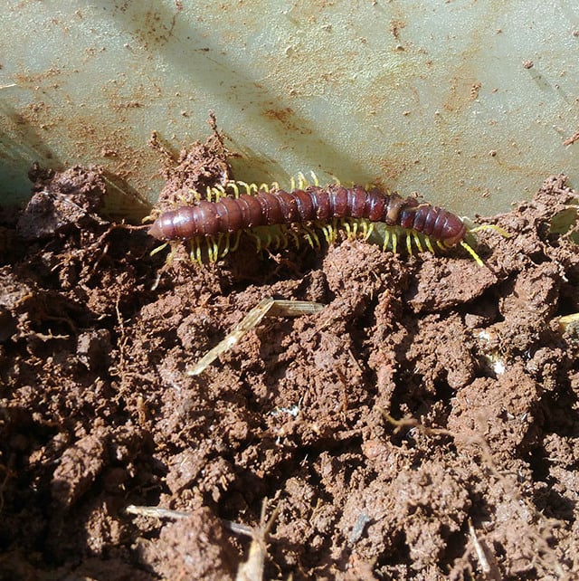 Biodiversidade, solo Biodiversidade, solo