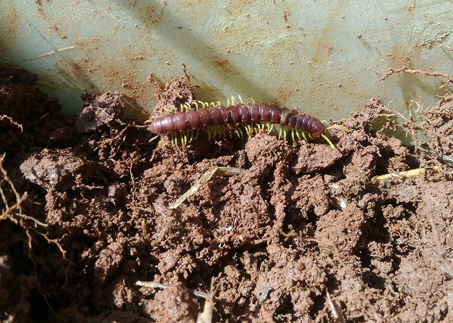 Biodiversidade do solo: cientistas propõem observatório global de monitoramento