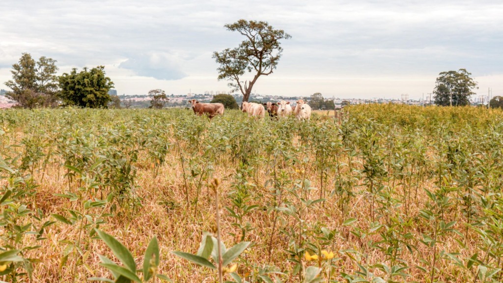 Pecuária sustentável: como o Guandu BRS Mandarim dobra o valor das suas pastagens Pecuária sustentável: como o Guandu BRS Mandarim dobra o valor das suas pastagens