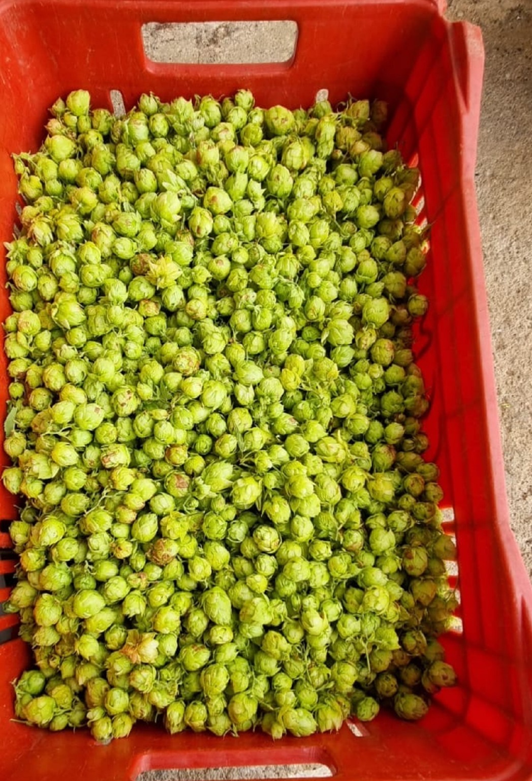 Uma caixa vermelha e dentro há lúpulo