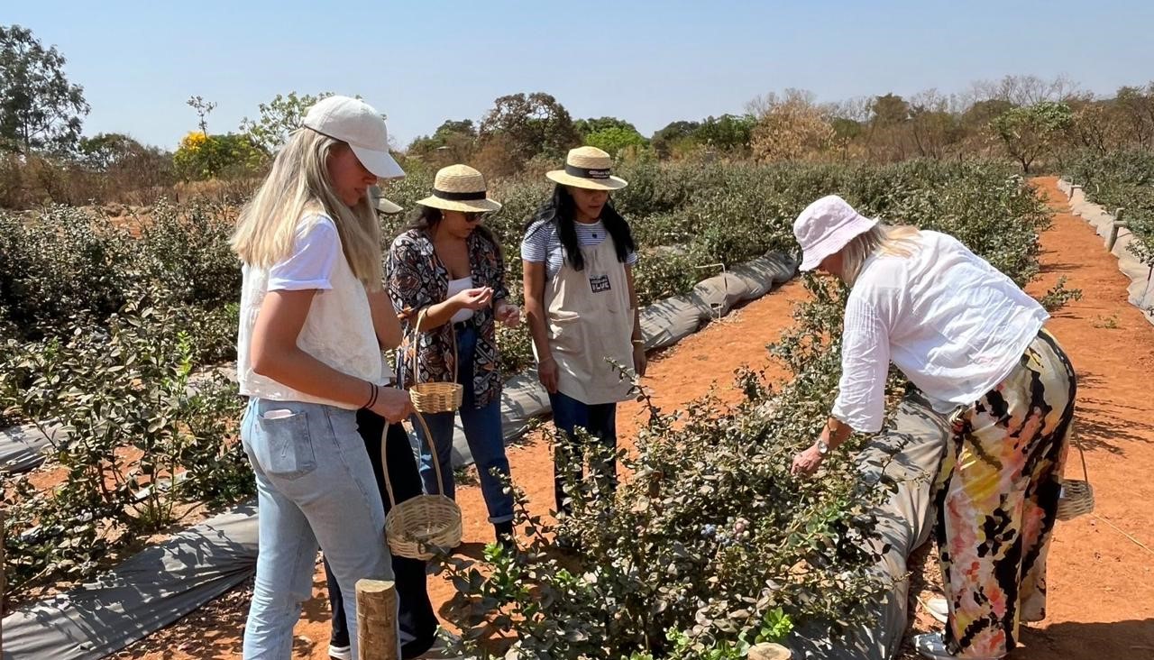 Agricultura familiar investe em mirtilo e gestão no Cerrado