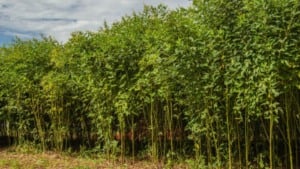 Nova forrageira da Embrapa combate nematoides e salva a produtividade do pasto