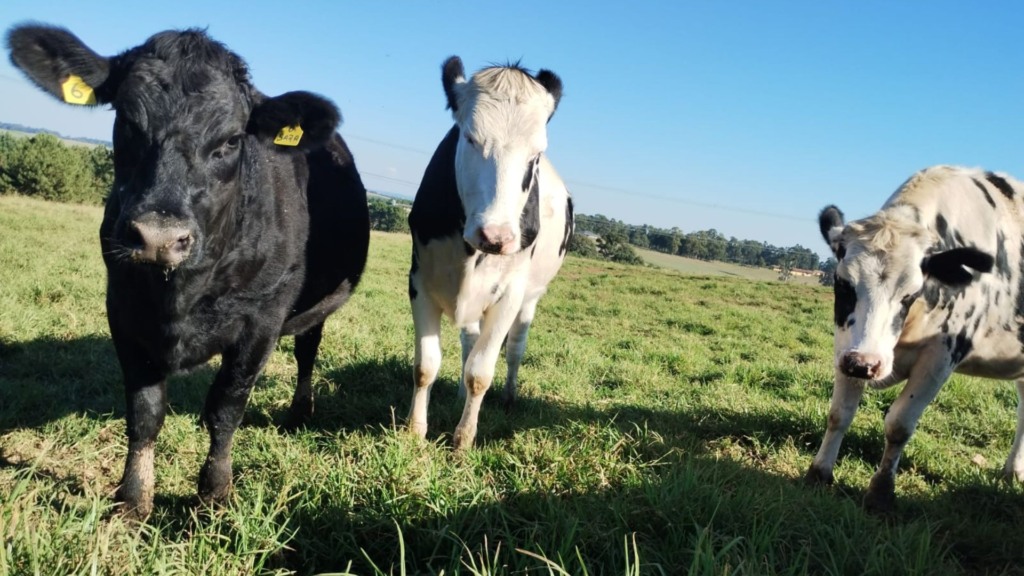 Beef on Dairy: como evitar erros e aumentar o lucro com cruzamento leite-corte Beef on Dairy: como evitar erros e aumentar o lucro com cruzamento leite-corte