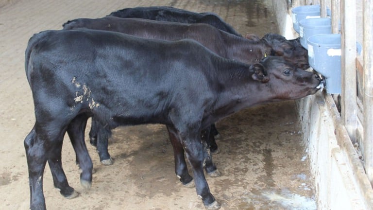 Angus tropical inaugura era da pecuária de melhoramento de precisão no Brasil Angus tropical inaugura era da pecuária de melhoramento de precisão no Brasil