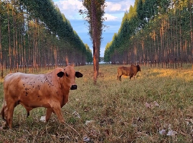 Embrapa disponibiliza ferramenta que auxilia a gestão de Integração Lavoura-Pecuária-Floresta