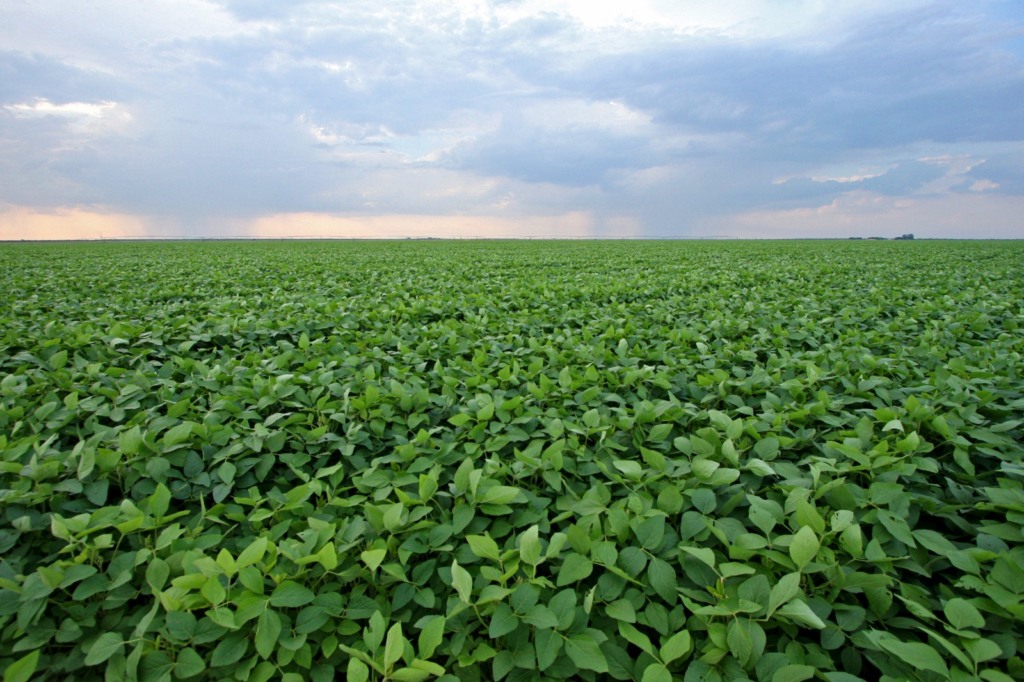 Campo de soja, soja,