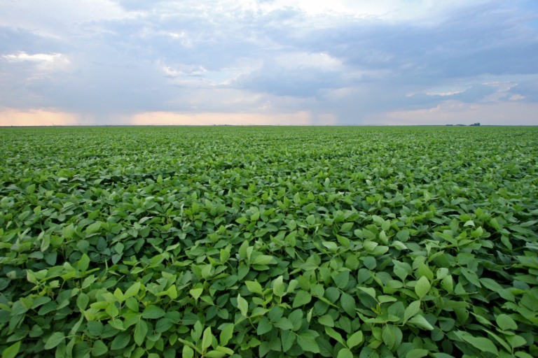 Campo de soja, soja,