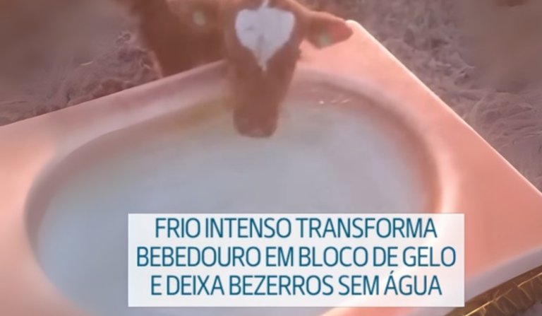 Bebedouro congela no Rio Grande do Sul e deixa bezerros sem água