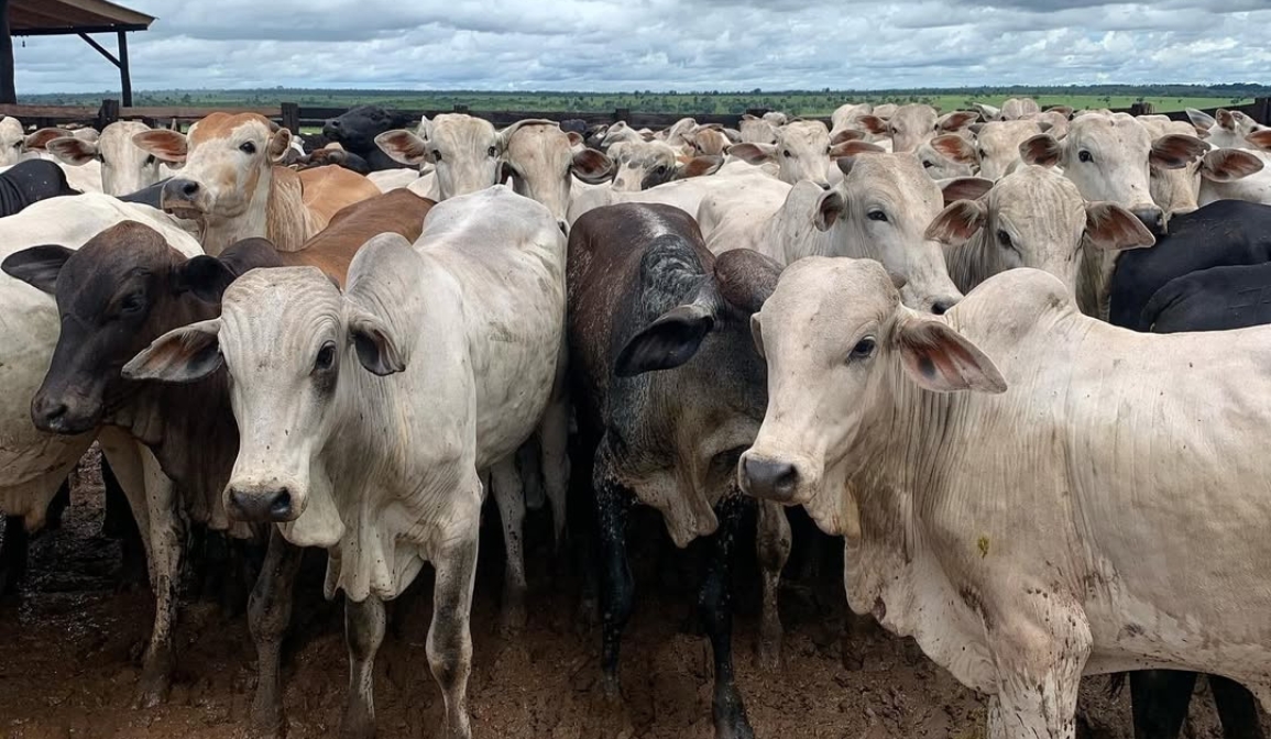 Chuvas extremas e doenças no rebanho: ameaça crescente à pecuária
