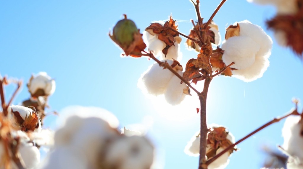 Algodão baiano resiliência, cotonicultura; oeste da bahia; safra história Algodão baiano resiliência, cotonicultura; oeste da bahia; safra história