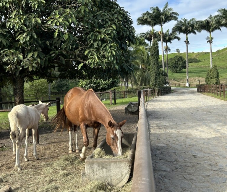 Cavalo se alimentando Cavalo se alimentando
