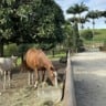 Cavalo se alimentando