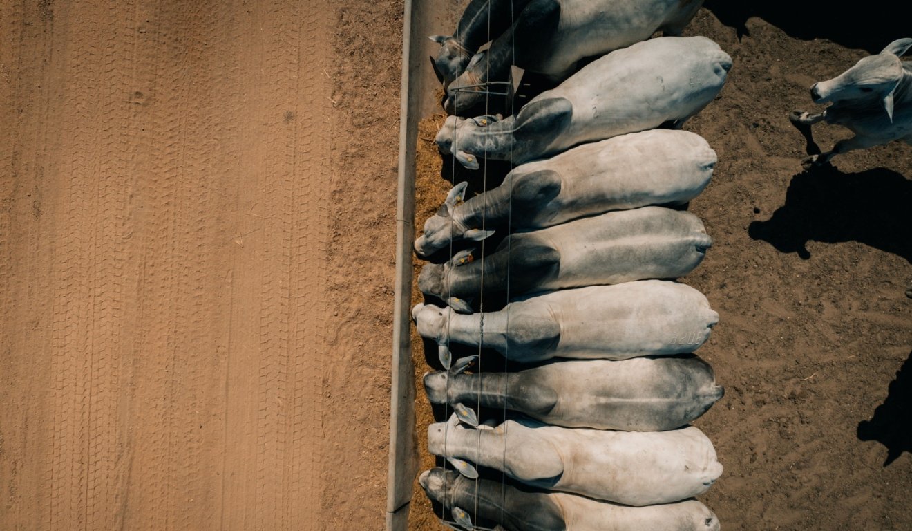 Cria, recria e engorda: entenda como melhorar a rentabilidade