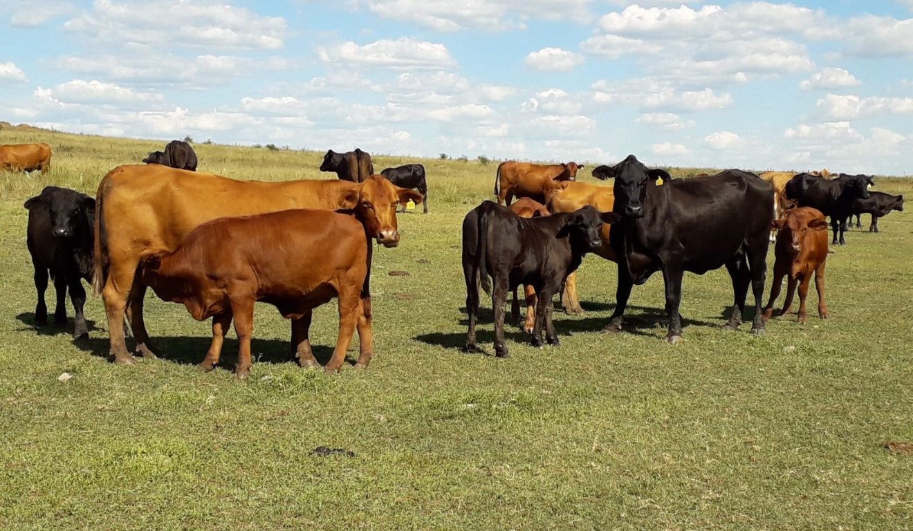 Cria, recria e engorda_ o impacto de cada fase no desempenho do rebanho