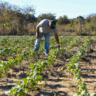 Dia do Agricultor, oeste da Bahia, brasil, riachão das neves, homenagem