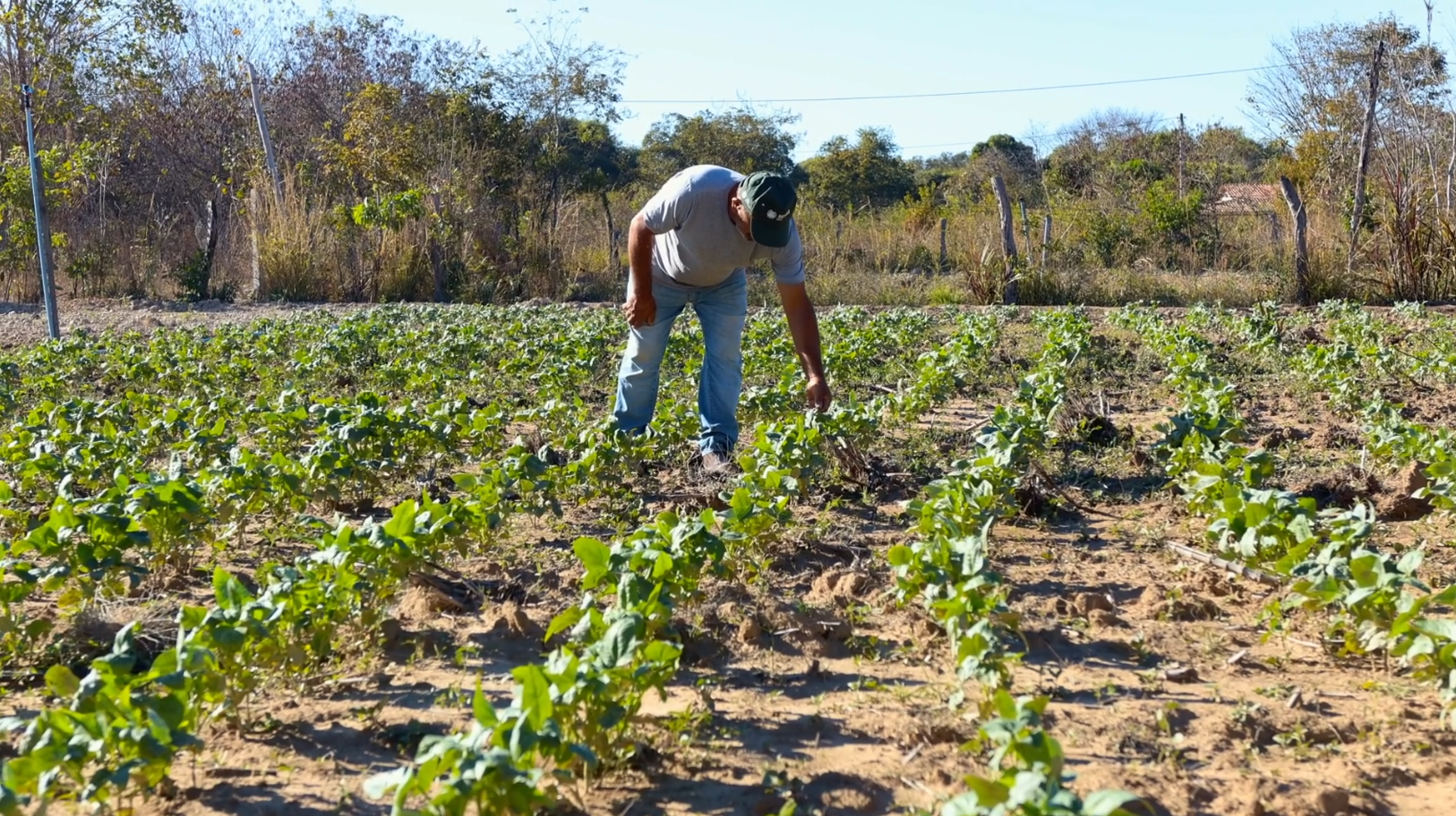 Agricultores sustentam famílias no campo e alimentam o país