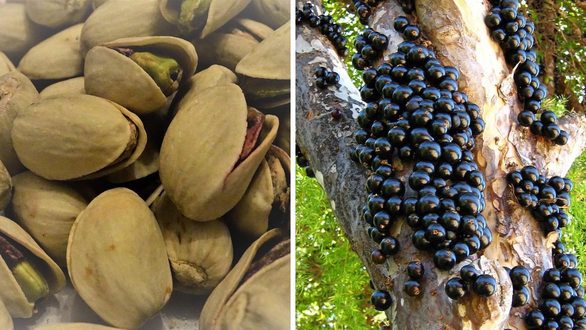Do pistache à jabuticaba: como o marketing pode transformar o Brasil rural em potência global de alimentos nativos
