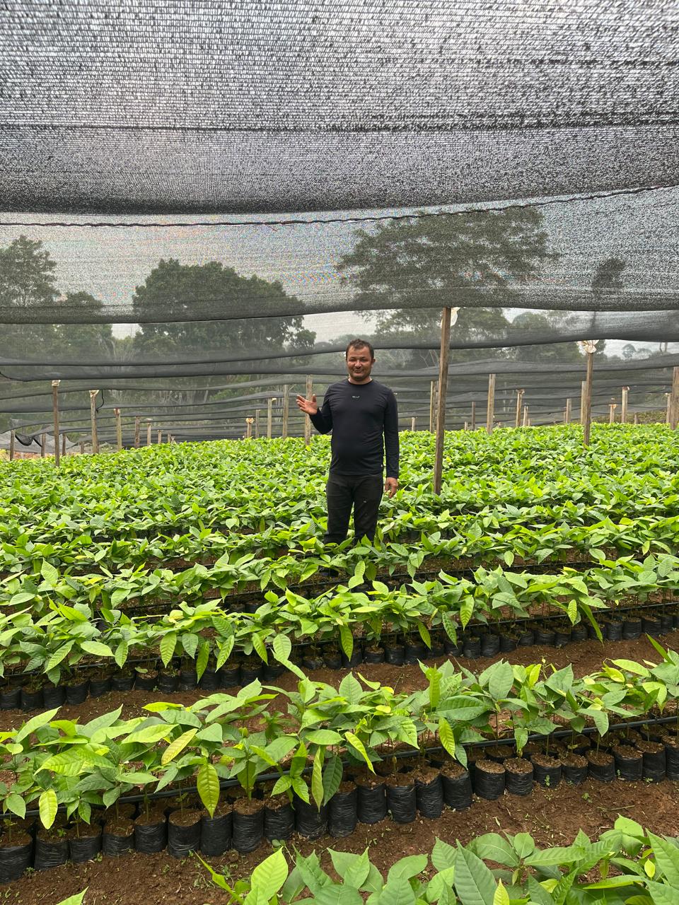 Produção sustentável de cacau avança com apoio do Sebrae/PA