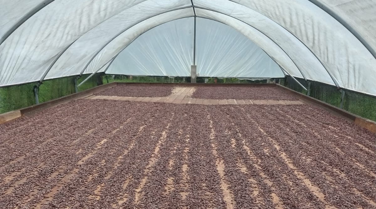 Chocolate começa no campo: o papel do produtor rural