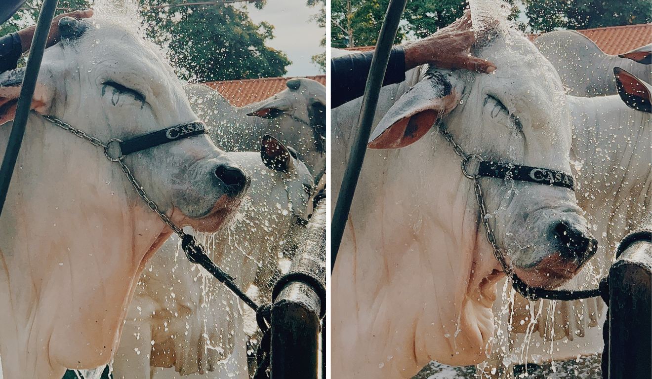 Toalete animal: o ritual de beleza antes dos leilões e pistas de julgamento
