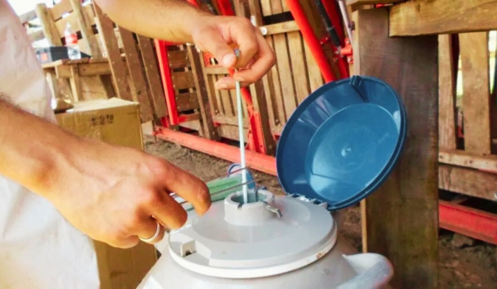 Genética bovina sêmen diferenças