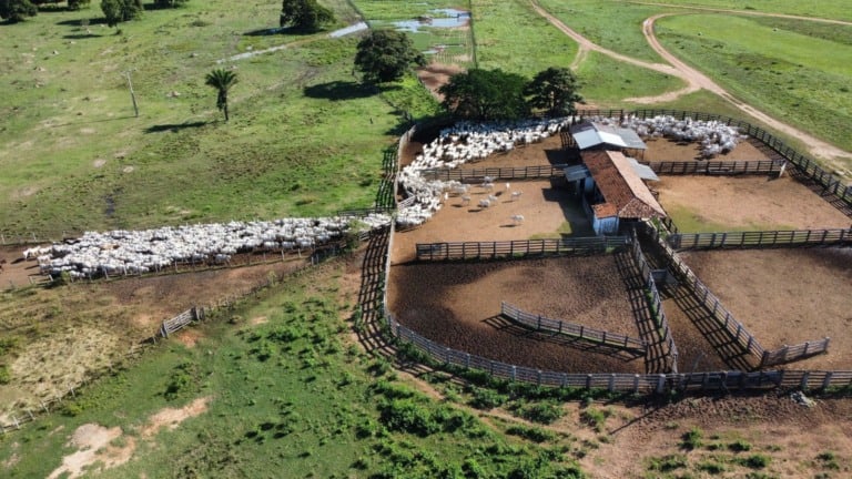 Pecuária de alta performance: os pilares da fazenda de gado mais rentável do país