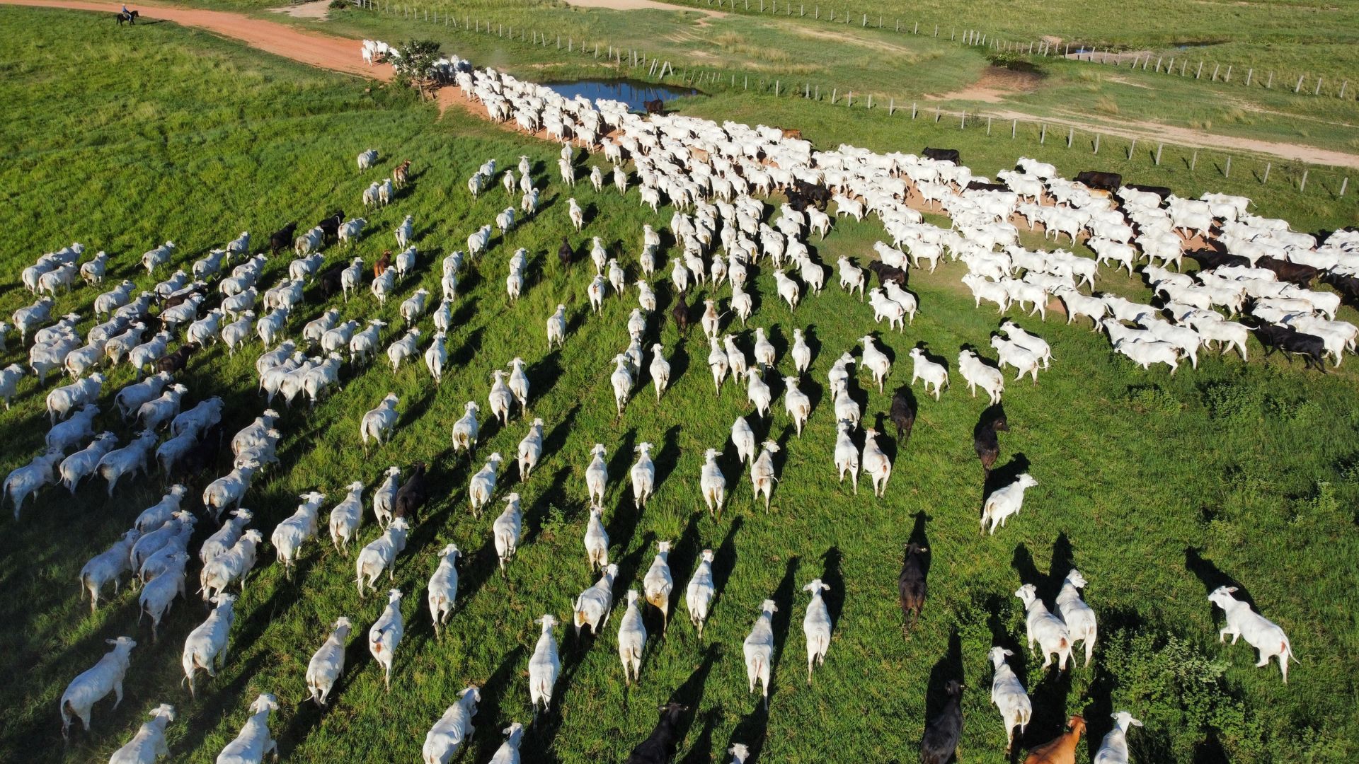 Carbono no pasto: conheça as fazendas brasileiras que já são solução climática
