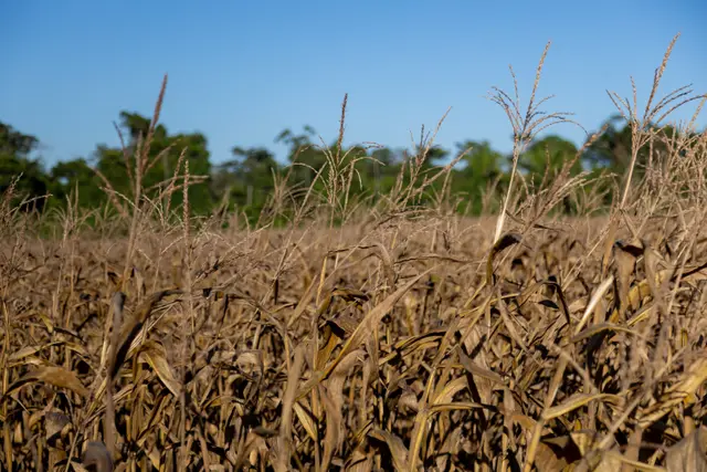 Onde há fumaça, há fogo: como proteger suas lavouras