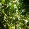 Microrganismos ajudam no reflorestamento e enfrentam crise climática