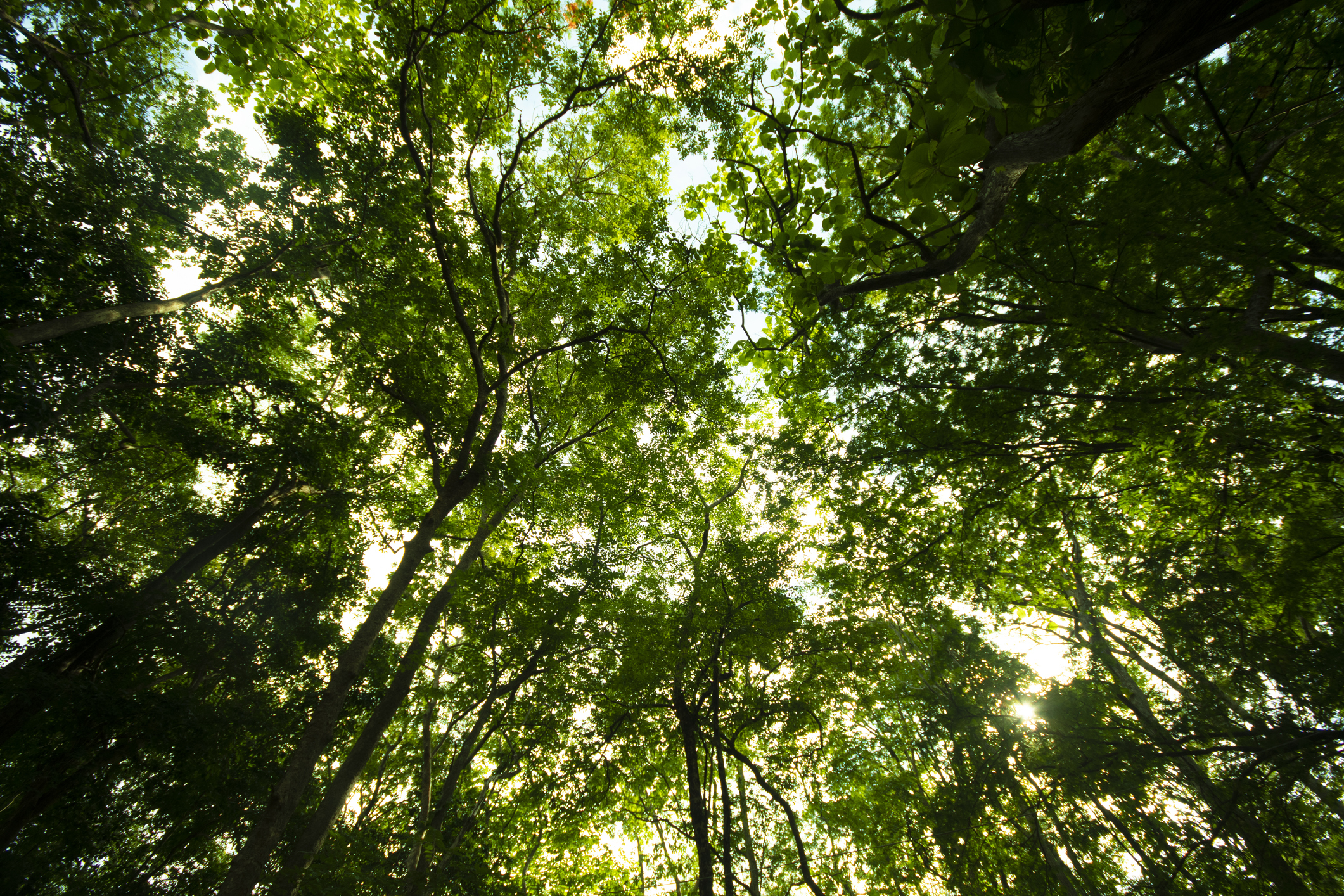 Microrganismos ajudam no reflorestamento e enfrentam crise climática