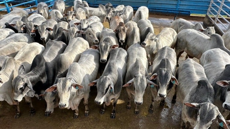 O peso médio por carcaça foi de surpreendentes 324 quilos, ou seja, 21,6 arrobas por bicho. Foto: Divulgação/Friboi Bela Vista (MS) O peso médio por carcaça foi de surpreendentes 324 quilos, ou seja, 21,6 arrobas por bicho. Foto: Divulgação/Friboi Bela Vista (MS)