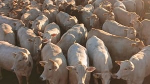Angus e Charolês garantem bonificação máxima no MS com novilhas de alto padrão
