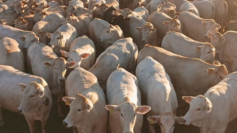 Angus e Charolês garantem bonificação máxima no MS com novilhas de alto padrão