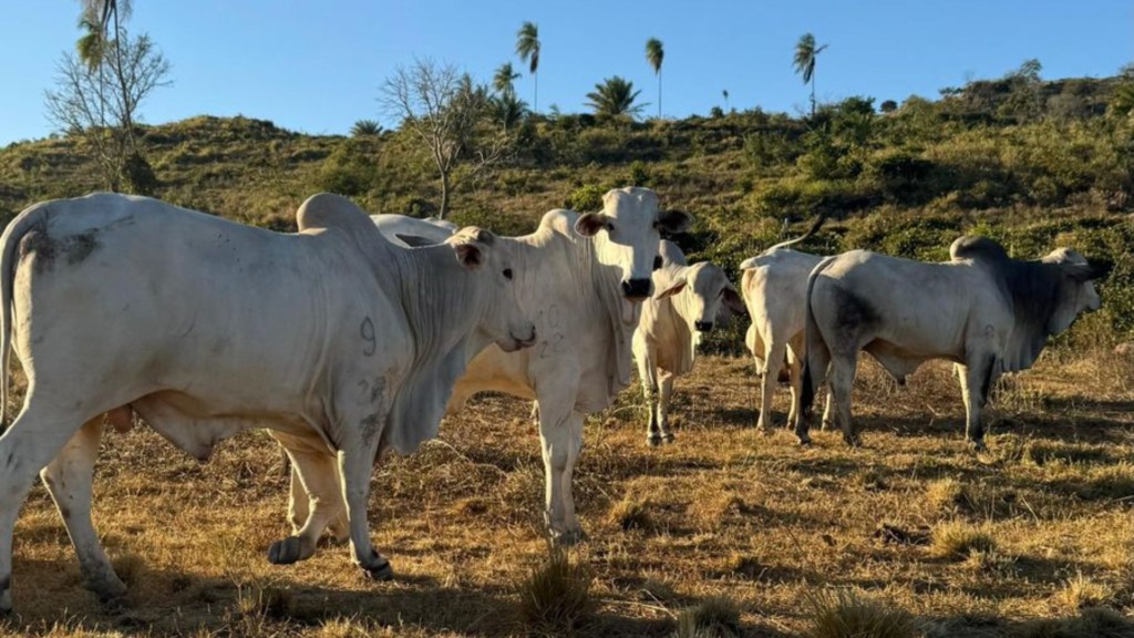 Pecuária de precisão: família no Pará revoluciona com TIP em São Félix do Xingu