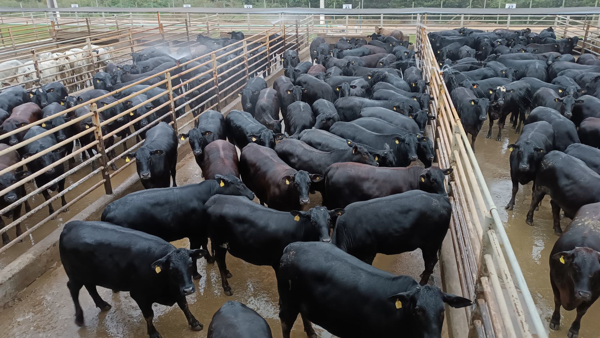 Novilhada Angus surpreende em Rondônia com carcaças de 19@ e alta padronização