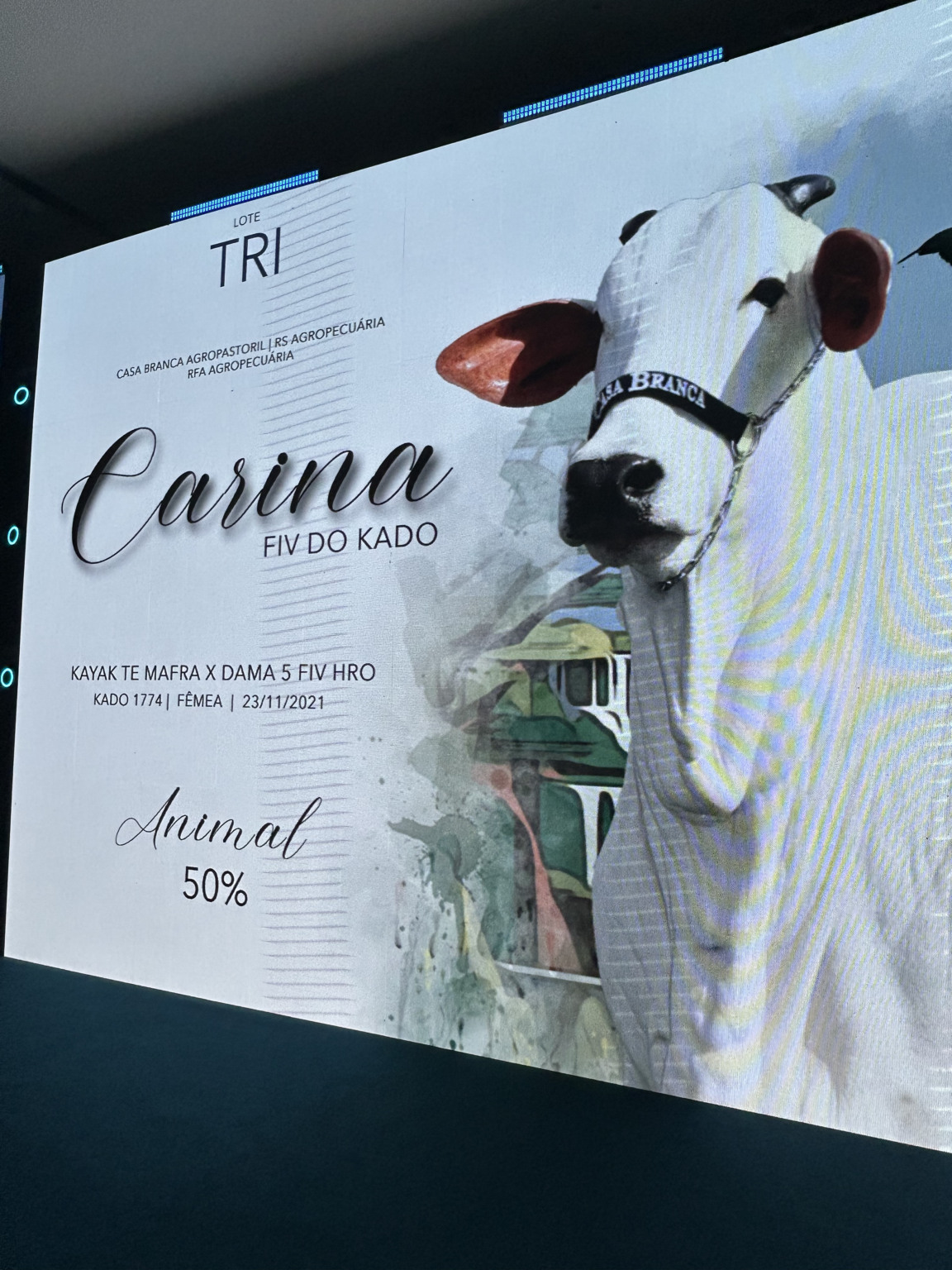 Leilão Cataratas Collection 2024 | Foto: Larissa Bezerra