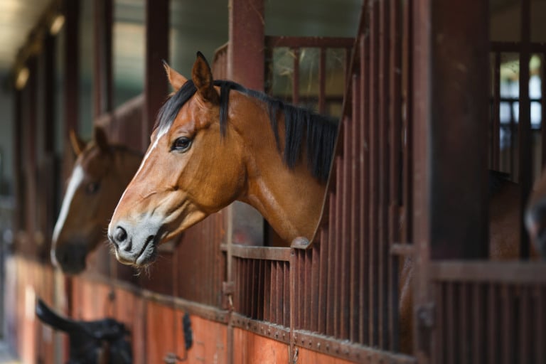 cavalos em estábulo; ração contaminada pode ter matado animais em vários estados