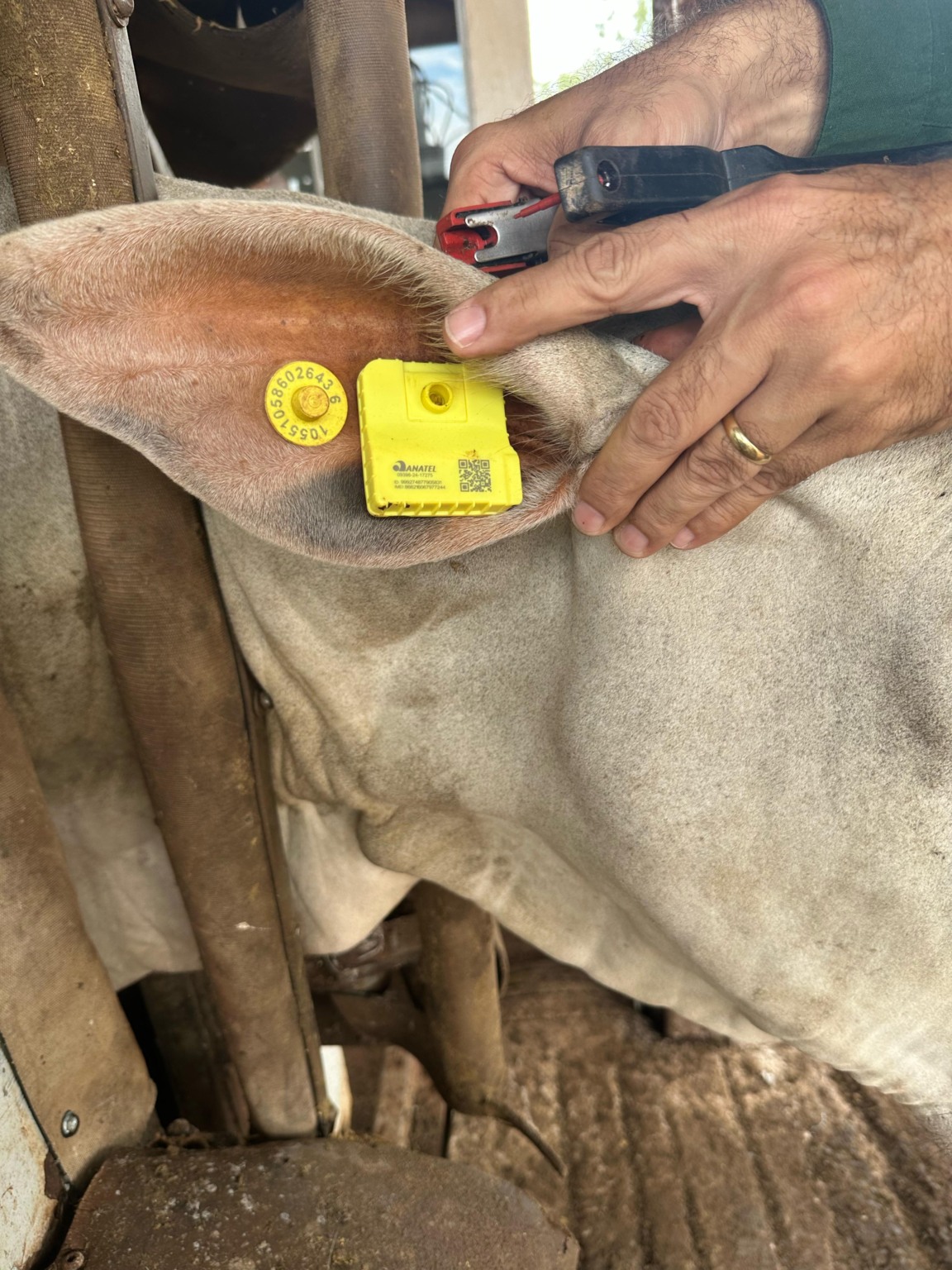 Boi com brinco eletrônico da iBoi usado para rastreamento por GPS no campo.
