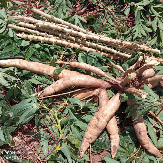 Cultivares de mandioca