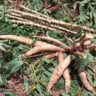Cultivares de mandioca