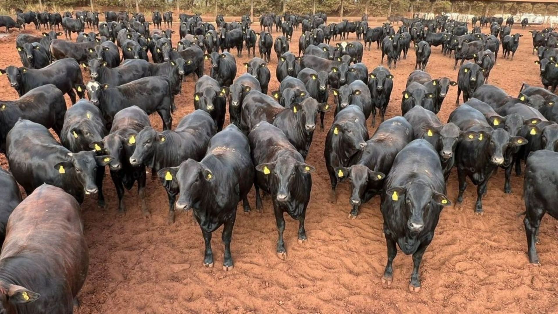 Confinamento próprio ou boitel? Tamanho do rebanho é chave para decisão certa
