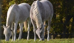 Morte de equinos por ração Mapa confirma 238 casos e amplia investigações