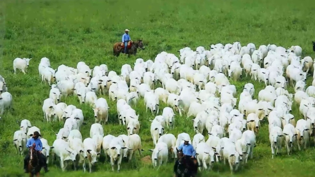 Raças bovinas: entenda a classificação e a genética por trás do rebanho brasileiro
