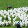 Raças bovinas: entenda a classificação e a genética por trás do rebanho brasileiro