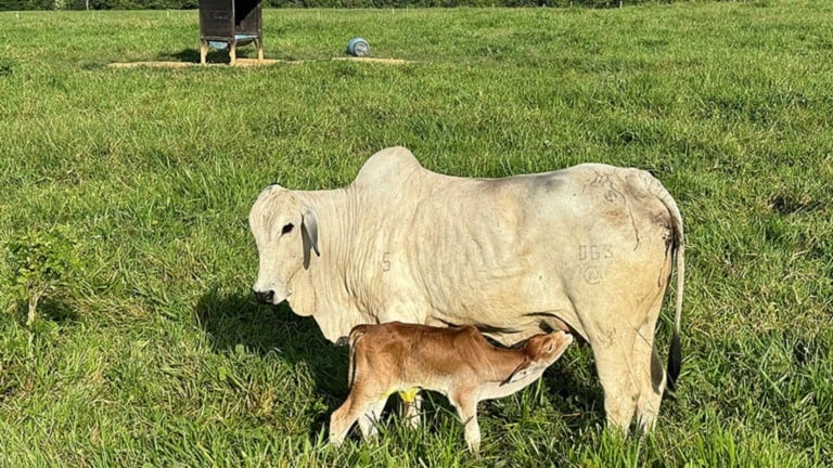 Sustentabilidade no Acre: a modernização da criação de bezerros e seu potencial Sustentabilidade no Acre: a modernização da criação de bezerros e seu potencial