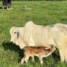 Sustentabilidade no Acre: a modernização da criação de bezerros e seu potencial