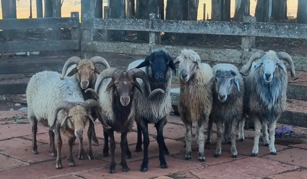 Raça ovina Karakul Raça ovina Karakul