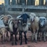 Raça ovina Karakul
